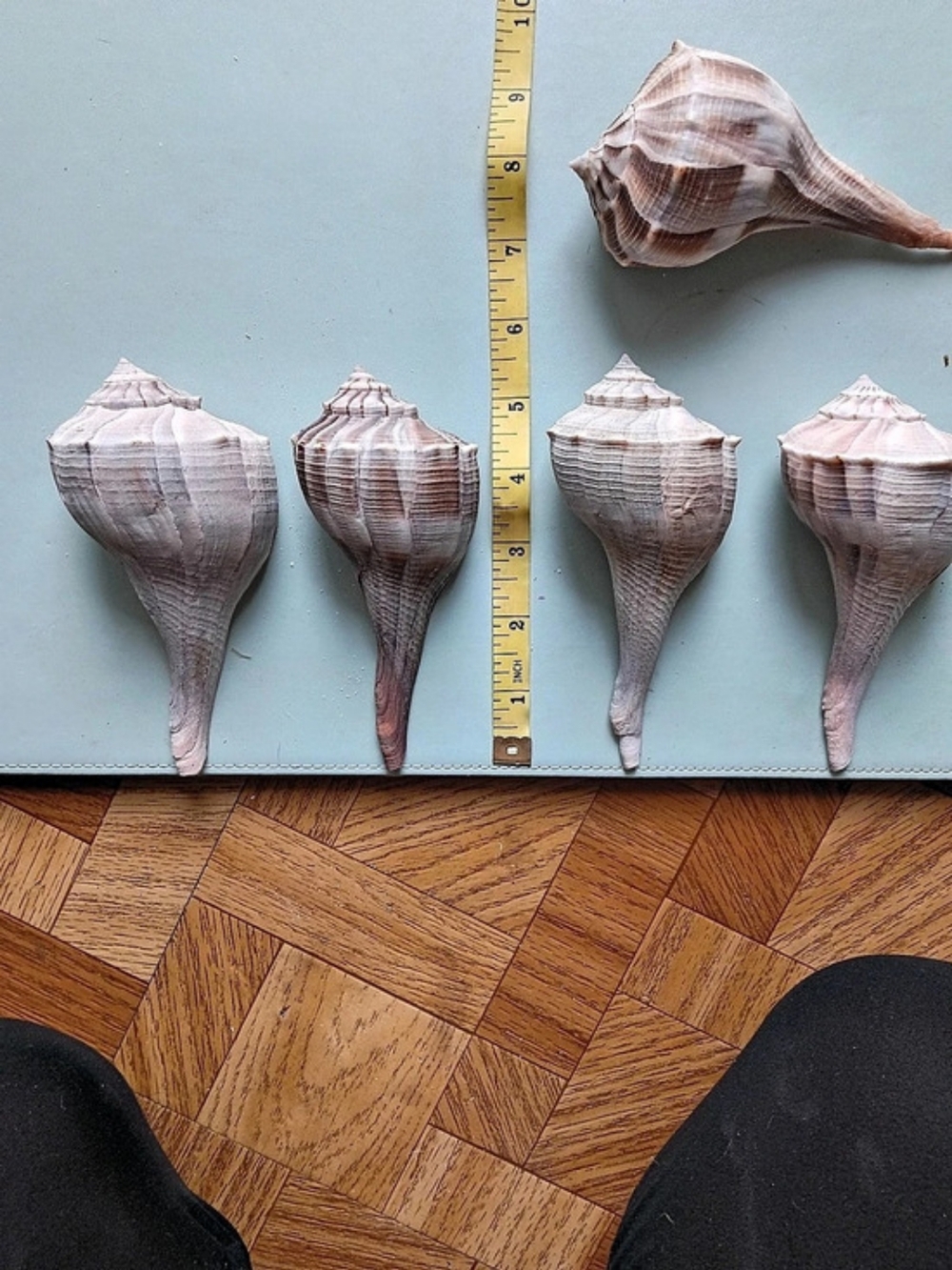 Lightning Whelks 5"